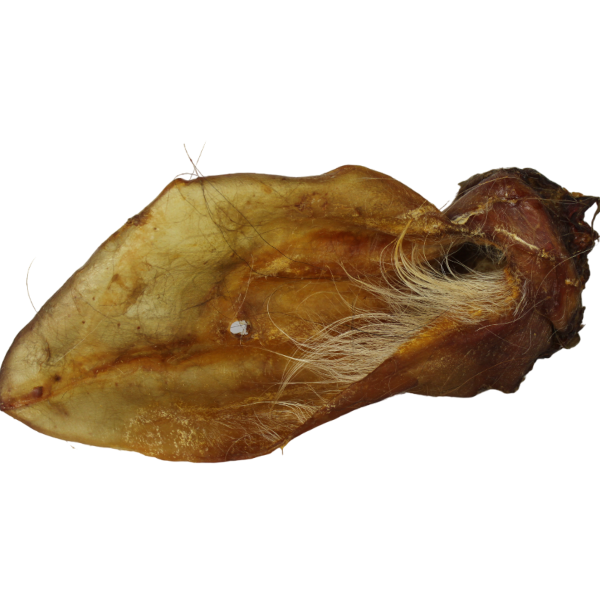 Rinderohr mit Muschel 1 Stück