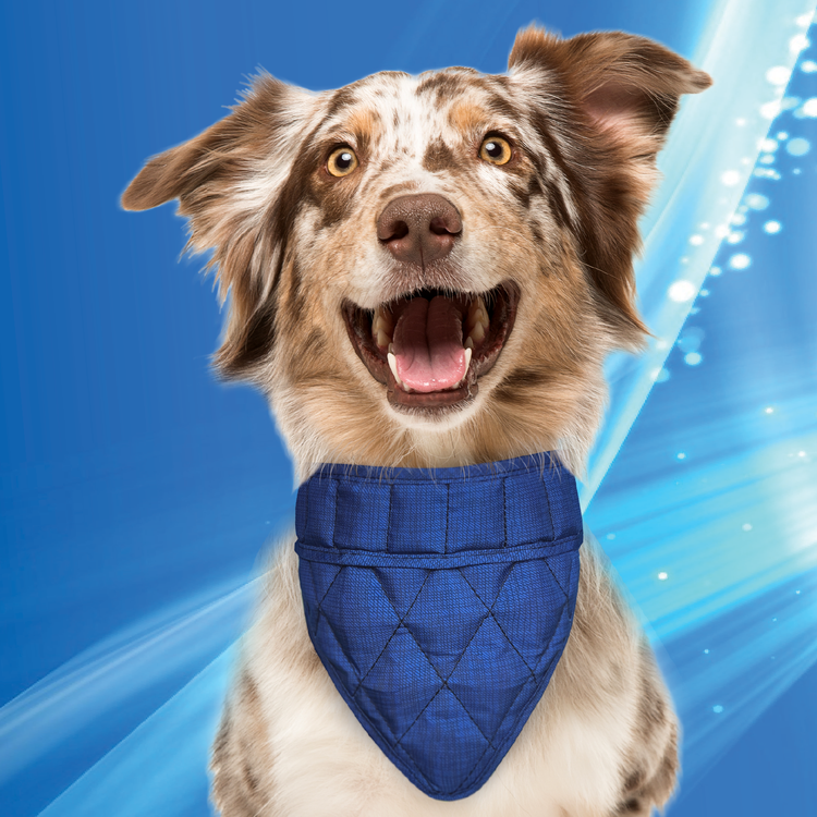 Bandana XXS Pacific Blue