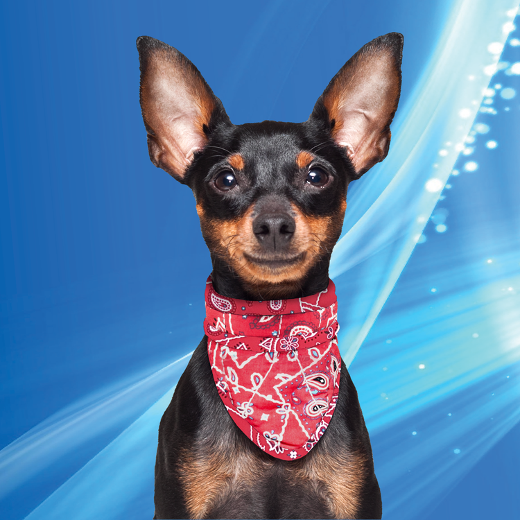 Bandana XXL Red Western