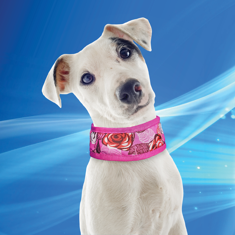 Collar S Roses