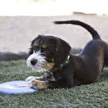 KONG Puppy Flyer rosa
