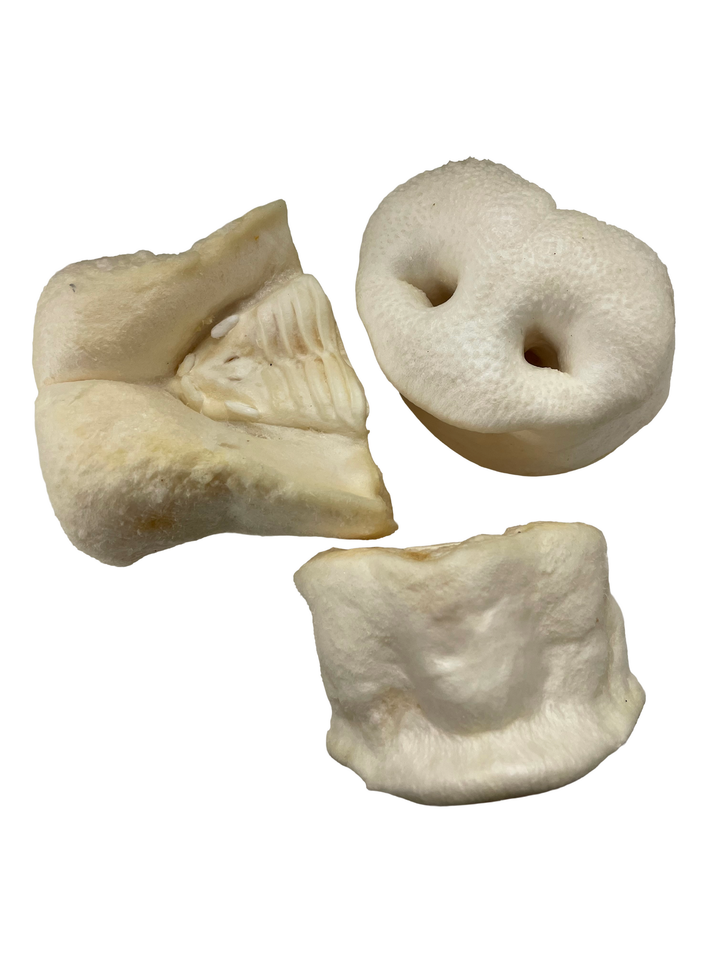 Schweinenase gepufft dick, mit Zähnen/Knochen